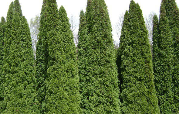 Cedar Hedging - Kamstra Landscaping & Garden Supplies